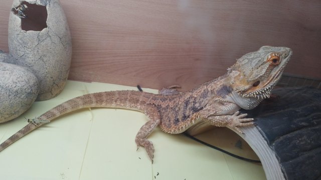 Image 2 of Unwanted Reptiles&Animal Rescues