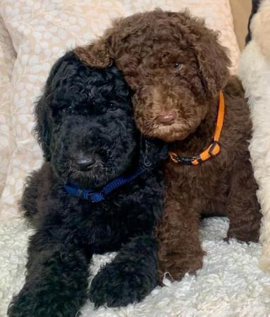 Image 13 of Standard Poodle Puppies ready now