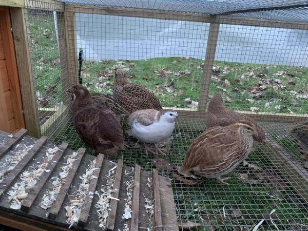 Image 2 of Quail hatching eggs for sale