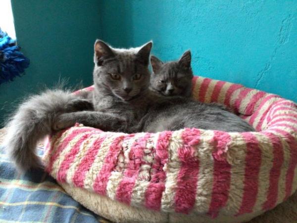 Image 6 of Beautiful Older Kittens for Sale