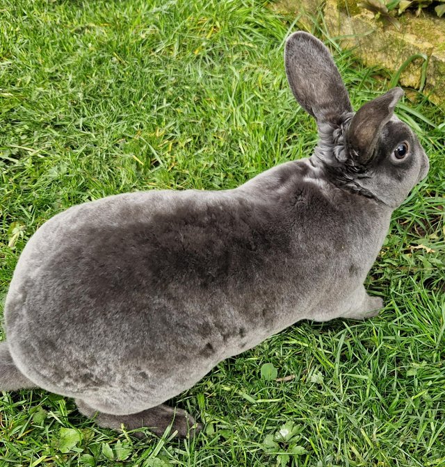 Preview of the first image of Mini Rex Male, approx 9mths old.  only £15..