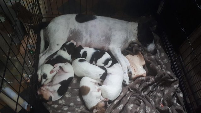 Image 2 of Parson jack Russell pups