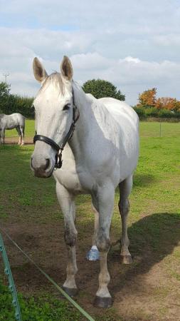 Image 2 of Beautiful grey gelding for part loan.