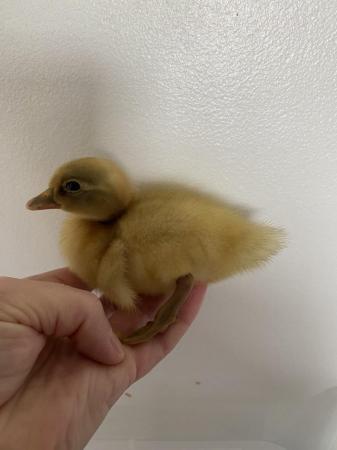 Image 1 of Newly hatched ducklings various breeds