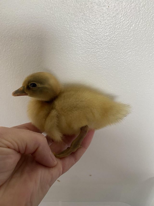 Preview of the first image of Newly hatched ducklings various breeds.