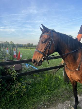 Image 1 of 16hh 12 year old gelding