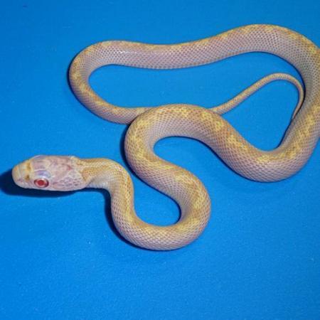 Image 2 of Albino white sided black rat snake (Pantherophis obsoletus)