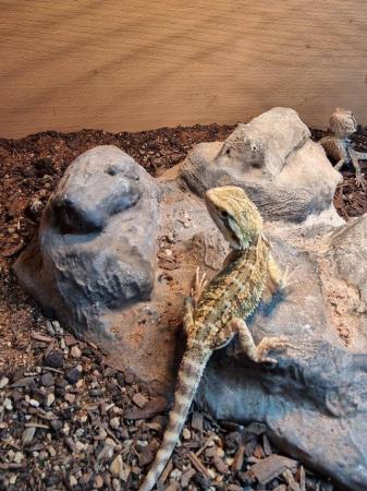 Image 3 of Lots of Bearded dragons for sale
