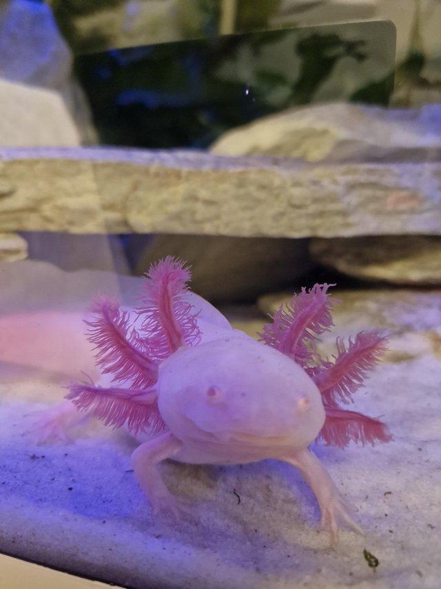 Preview of the first image of Albino Axolotle for sale near Tarporley.