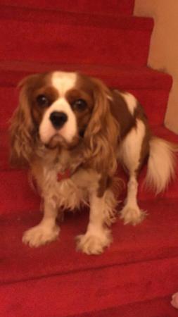 Image 7 of Extensively Health Tested Cavalier King Charles Spaniel Stud