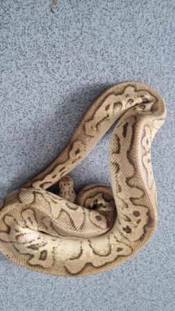 Image 2 of royal python (lemon pastel clown 100% het pied)