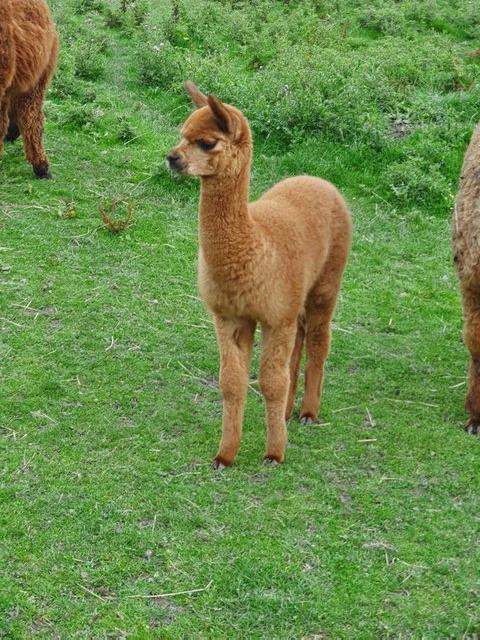 Preview of the first image of Indie - Female Huacaya Alpaca.