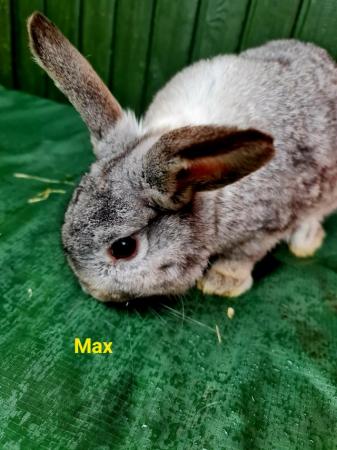 Image 3 of 2 Male rabbits for sale