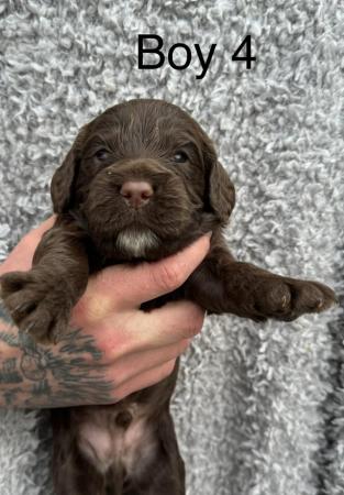 Image 7 of Sprocker puppies for sale