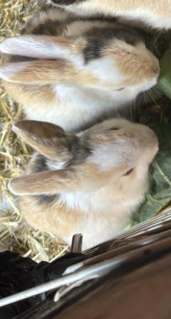 Image 2 of 10 week old baby rabbits for sale