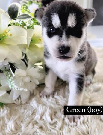 Image 5 of Beautiful Siberian Husky Cross  Malamute Puppies For Sale