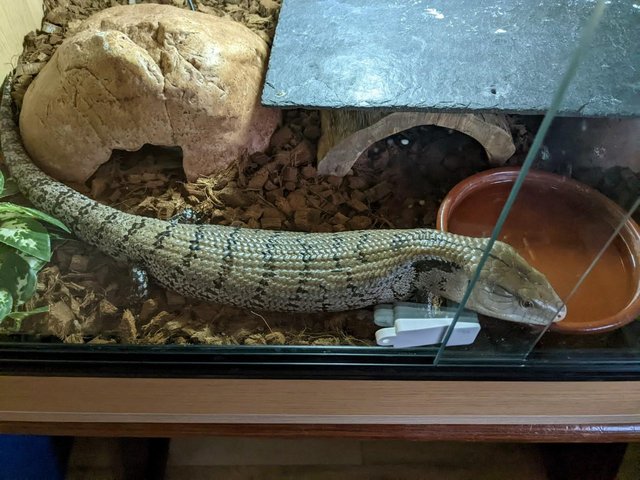 Preview of the first image of Male Indonesian Blue Tongued Skink for sale.