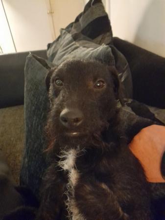 Image 2 of 2 year old male Patterdale