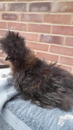 Image 2 of Usa silkie frizzle cockerals