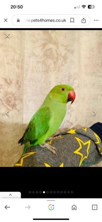 Image 4 of Ring neck parrot for sale