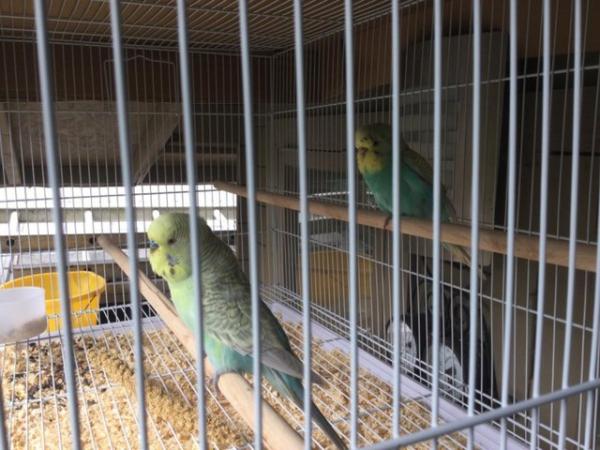 Image 2 of Pair of Budgies for sale