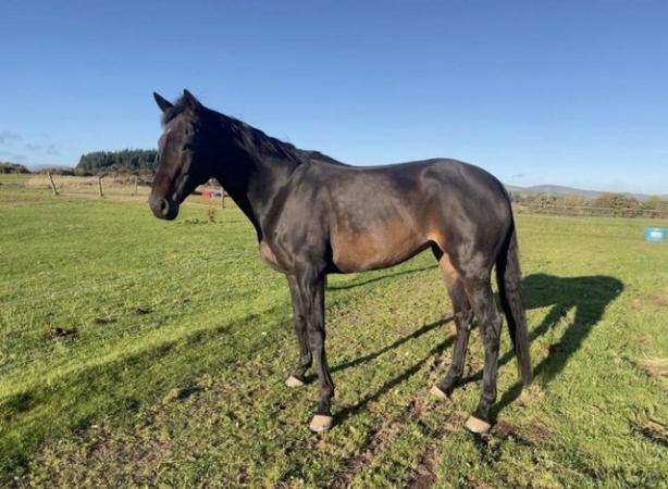 Image 2 of For sale 10 year old thoroughbred mare project