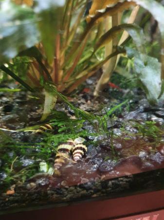 Image 5 of Assasin snails for sale