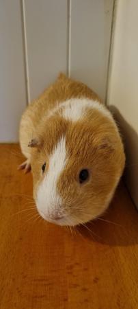 Image 4 of Two beautiful male Guinea Pigs