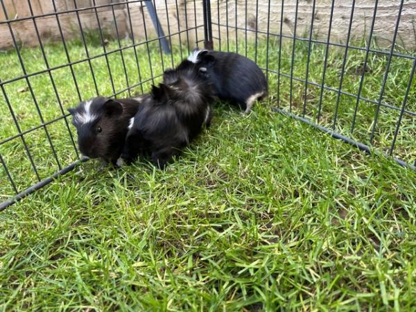 Image 5 of 3x male guinea pig babies