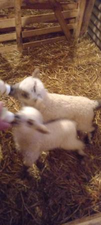 Image 5 of Valais Cross Beltex pet lambs