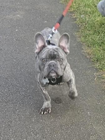 Image 3 of French bulldog for sale