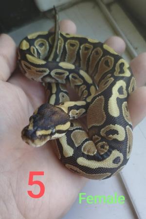 Image 4 of 6 Baby bull pythons for sale