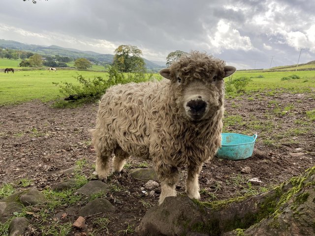 Preview of the first image of 2020 born registered greyface Dartmoor tup.