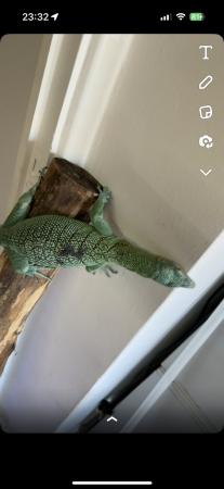 Image 2 of Male green tree monitor 5 yr old