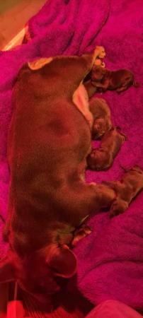 Image 3 of French Bull Whip puppies READY NOW 1 girl left