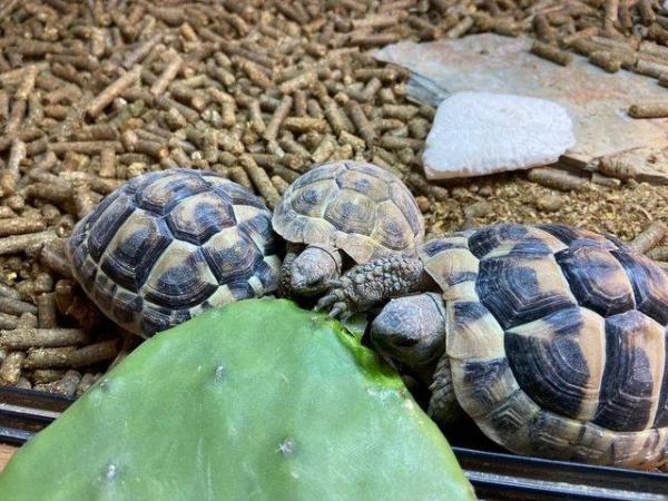 Image 4 of Horsfield's Tortoises For Sale