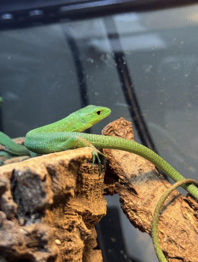 Green Keel Bellied Lizard (Gastropholis prasina) available — photo 3 of 4