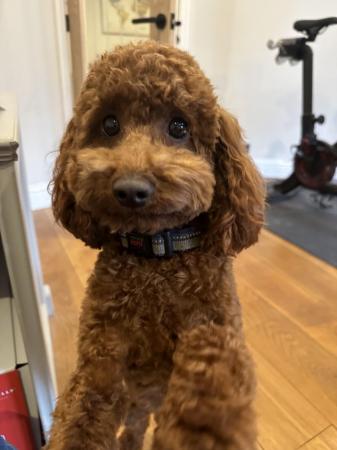 Image 4 of Red miniature poodle stud, KC reg and health tested-