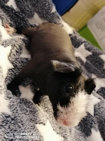 Image 7 of Young skinnypig boar for sale