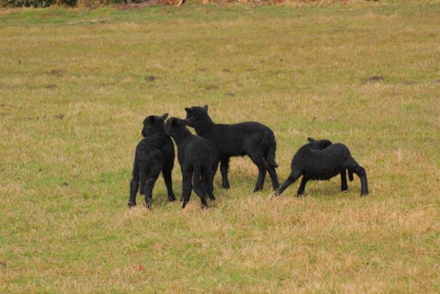 Image 3 of Black Welsh mountain sheep with lambs at foot