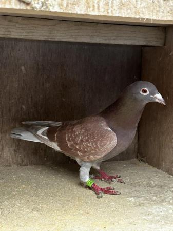 Image 3 of Racing pigeons well bred