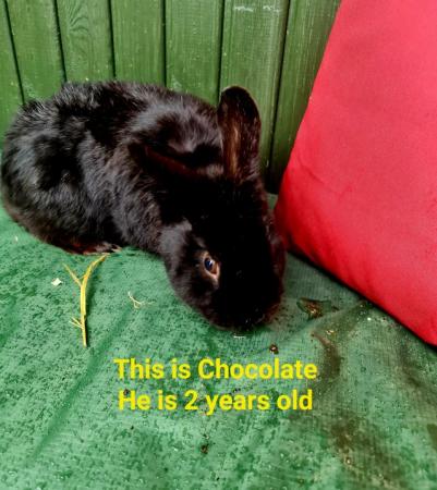 Image 4 of 2 Male rabbits for sale