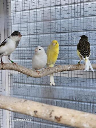 Image 3 of Singing healthy Canaries for sale