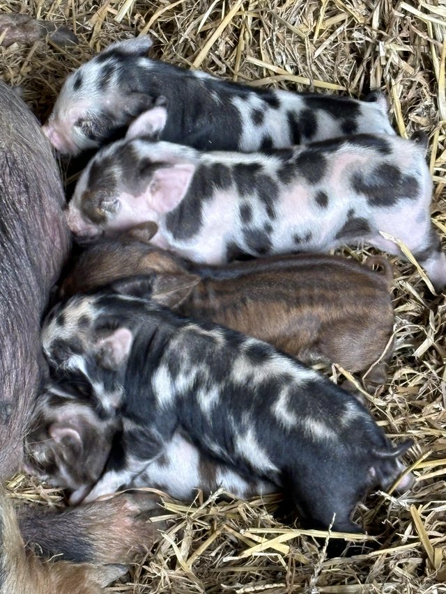 Preview of the first image of Pedigree Kune kune piglets.