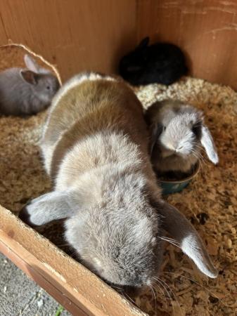 Image 2 of Gorgeous litter of mini lops babies, ready 16th July
