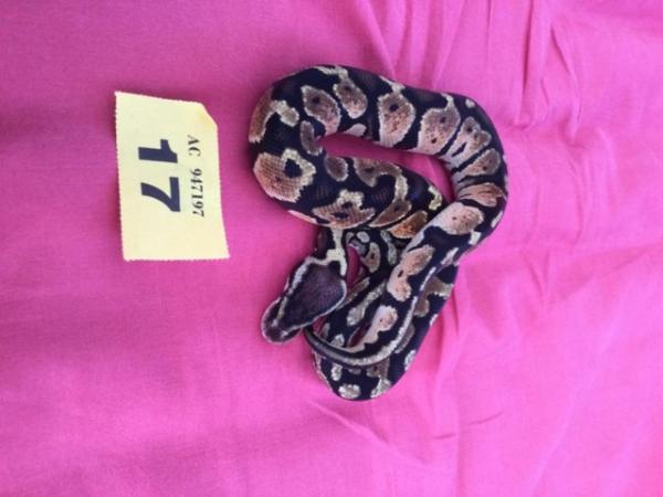 Image 3 of Female pastel baby royal python