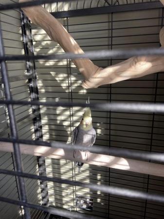 Image 2 of 11 month old female cockatiel with large cage and accessorie
