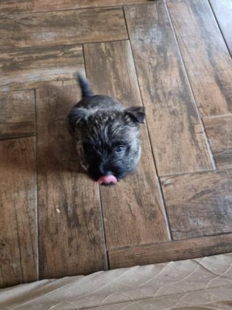 Image 7 of Outgoing Cairn terrier puppies boys