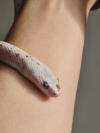 Image 3 of Adult male Palmetto Corn Snake