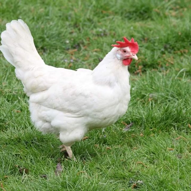 Preview of the first image of White star hens roughly 8 months old.
